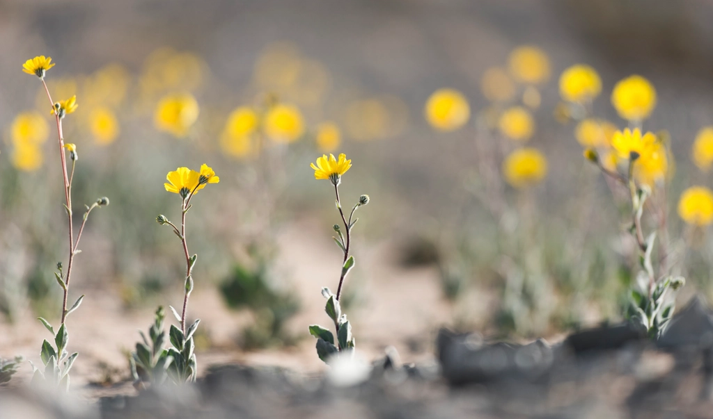 Lessons from the Desert: Resilience and Renewal (image credits: rawpixel)