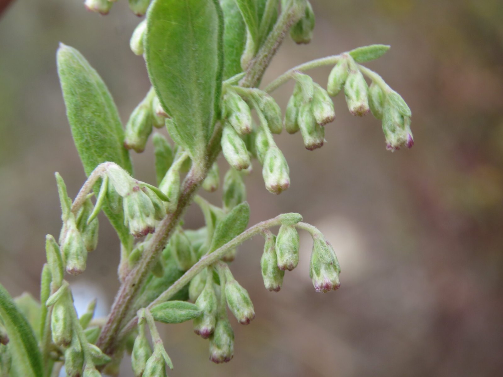 Mugwort: Dreamwork and Digestive Aid (image credits: wikimedia)