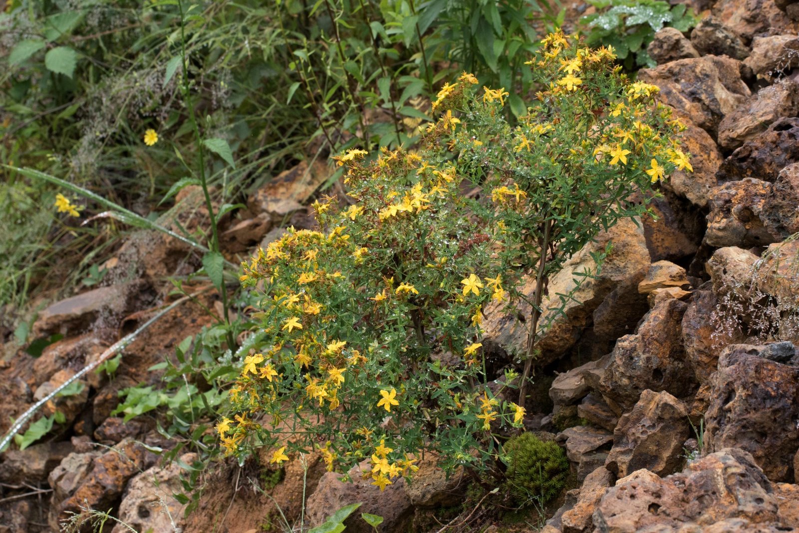St. John’s Wort: Light in the Darkness (image credits: wikimedia)