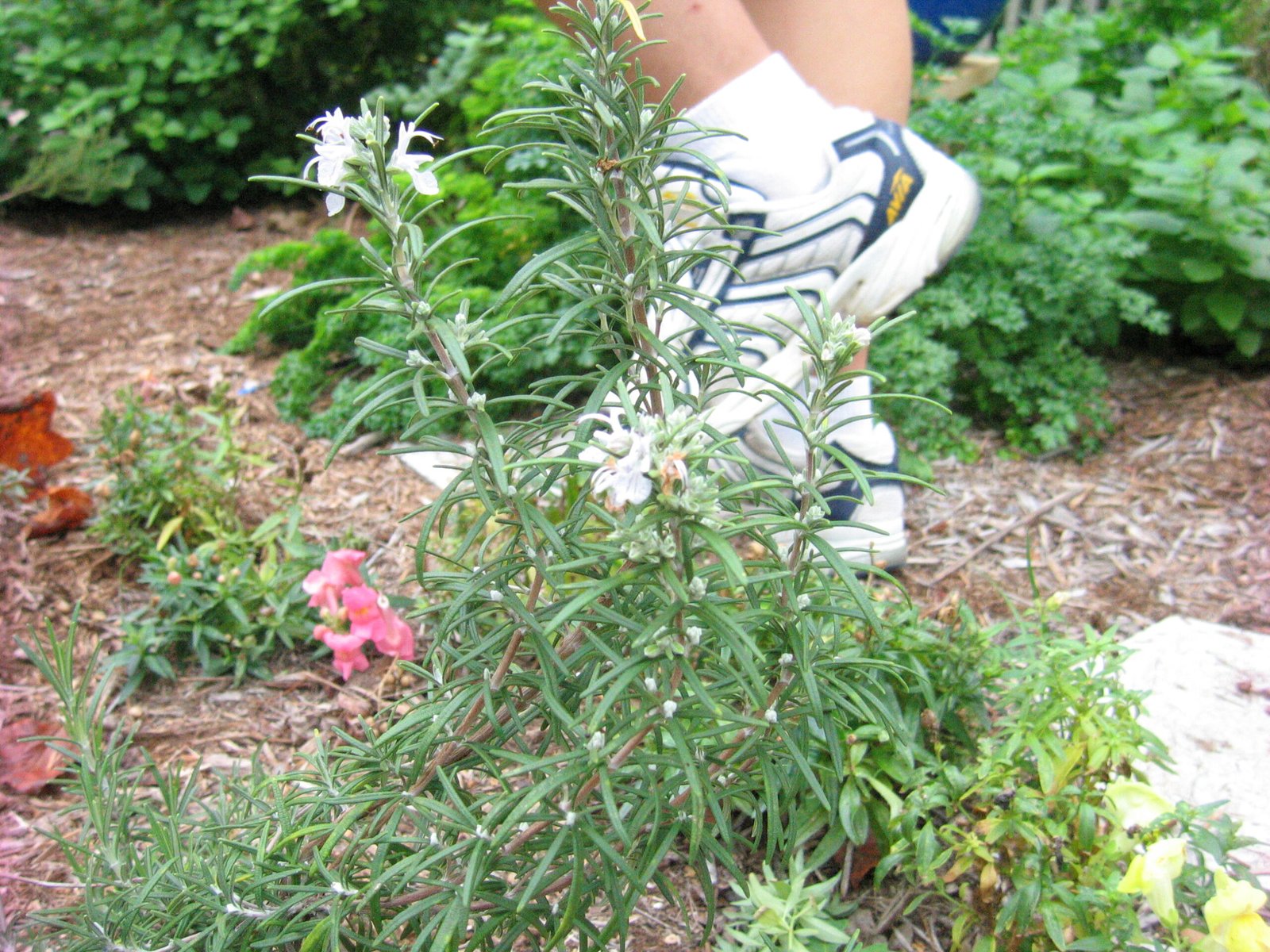 Rosemary: Memory, Magic, and Modern Science (image credits: wikimedia)