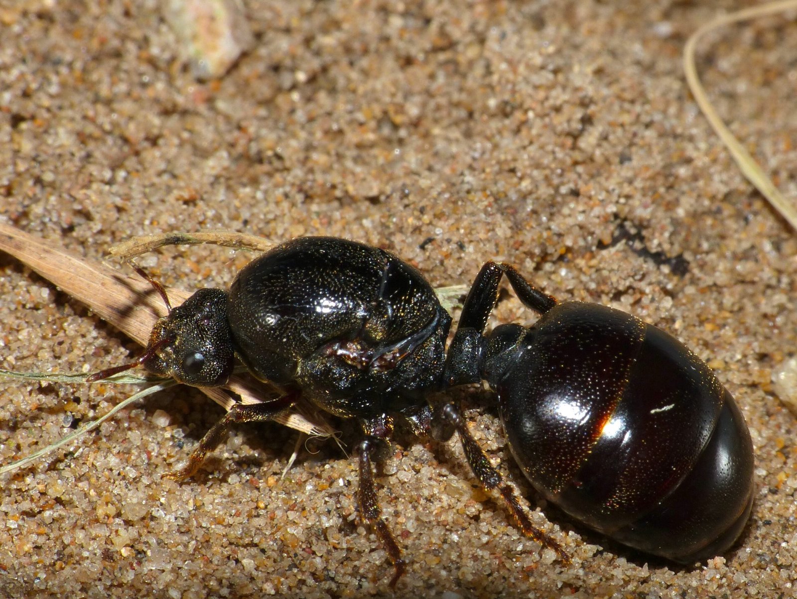 Meet the Matriarch: The Queen Ant’s Role (image credits: wikimedia)