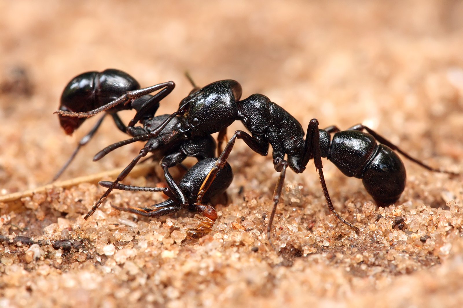 How Ants Communicate and Organize (image credits: wikimedia)