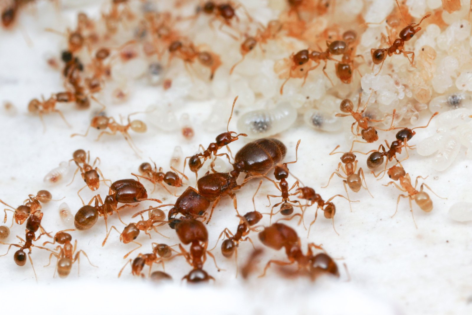 Guardians of the Nest: Female Soldiers in Action (image credits: wikimedia)