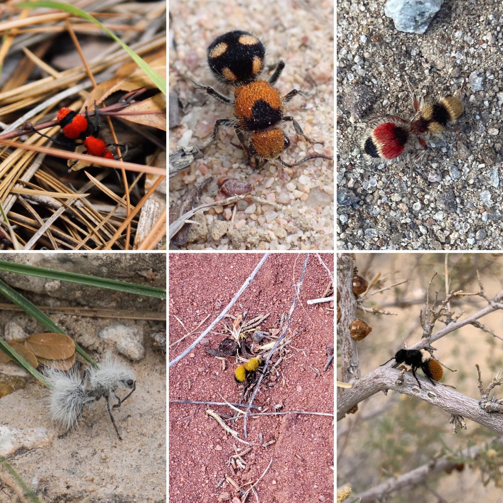 Ant Societies: A Model of Cooperation (image credits: wikimedia)