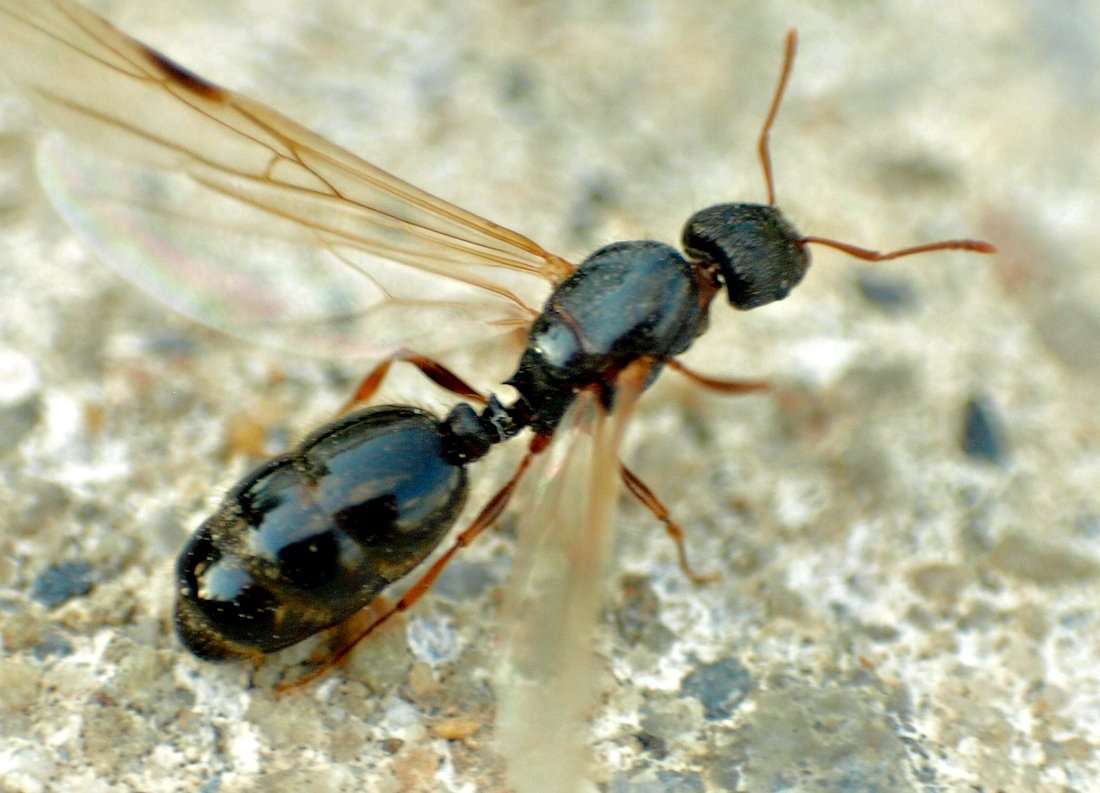 Colony Expansion: When Females Take Flight (image credits: wikimedia)
