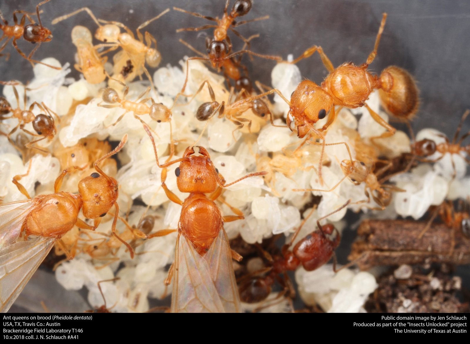 Ant Intelligence: Collective Female Wisdom (image credits: wikimedia)
