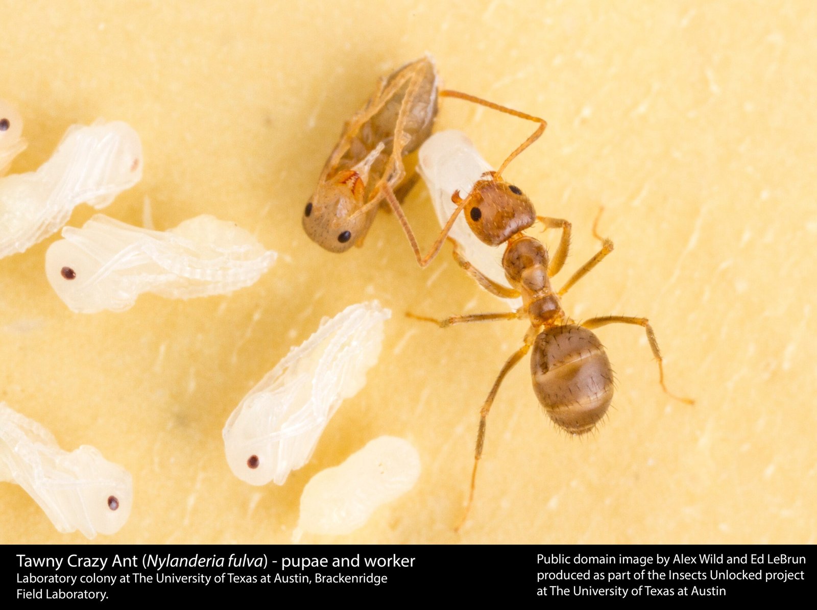 Ants in Our World: Unsung Female Heroes (image credits: wikimedia)