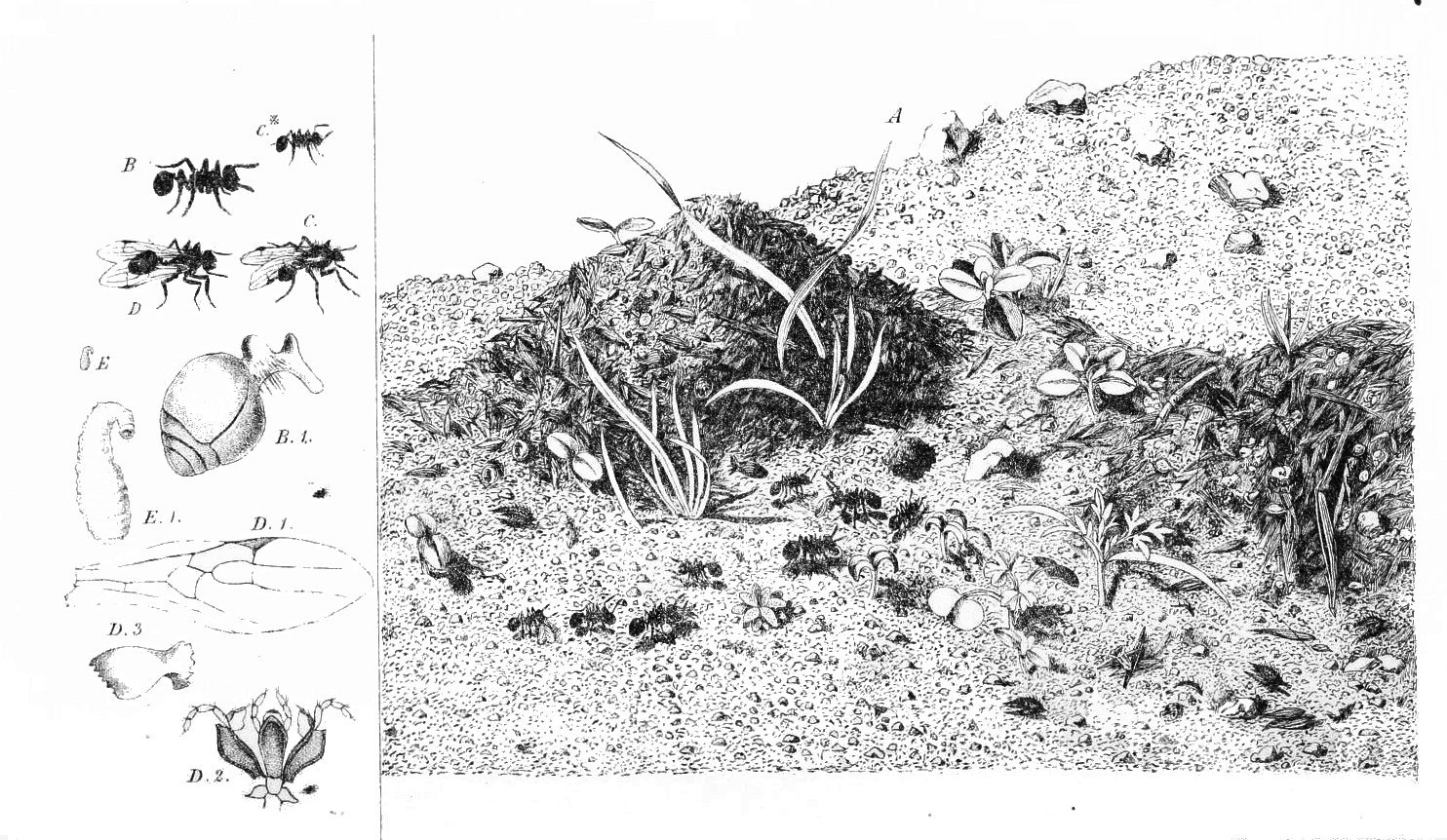 Stories from the Wild: Remarkable Female Ant Species (image credits: wikimedia)
