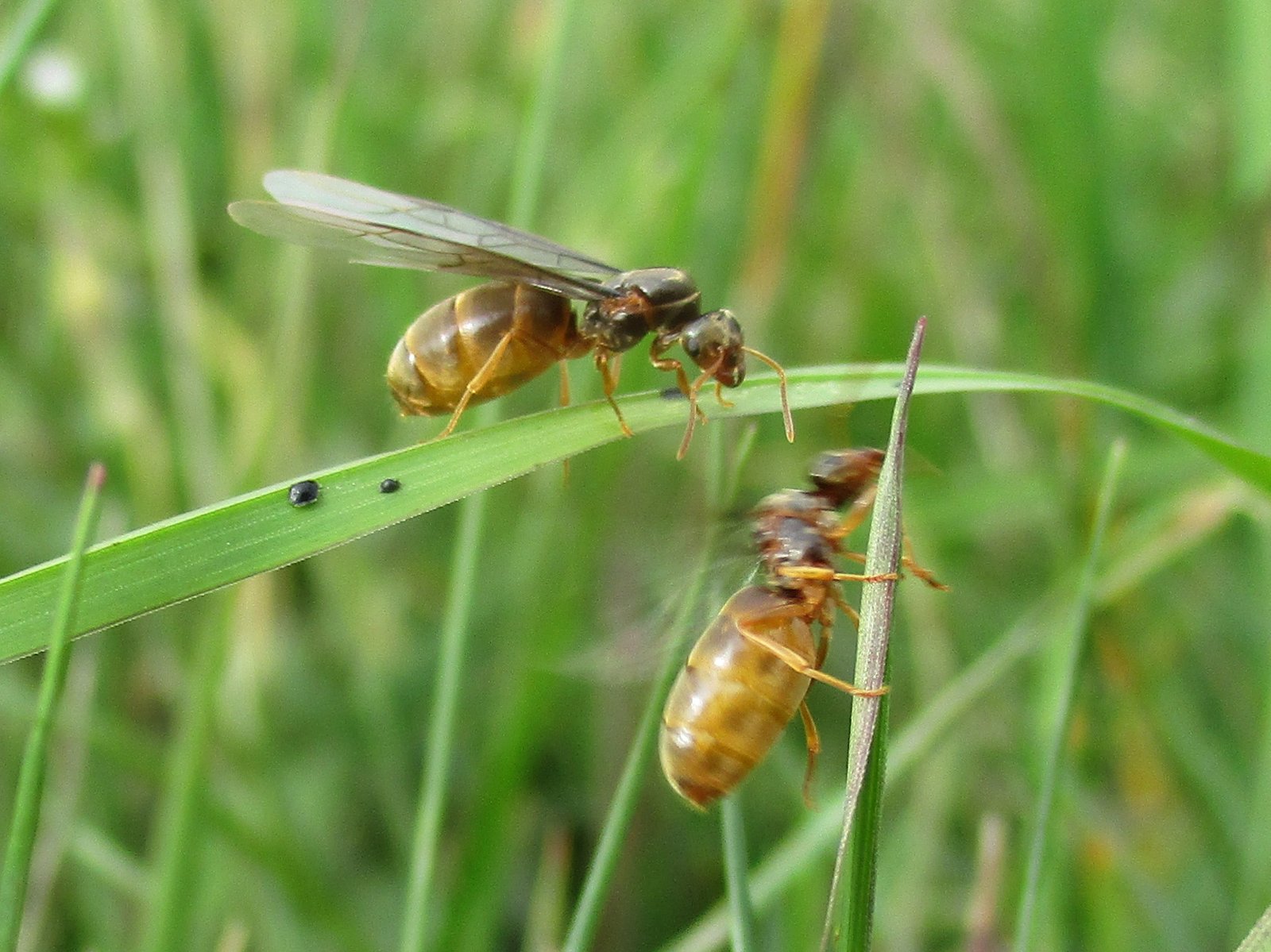 The Ant Matriarchy: Lessons for Humanity (image credits: wikimedia)