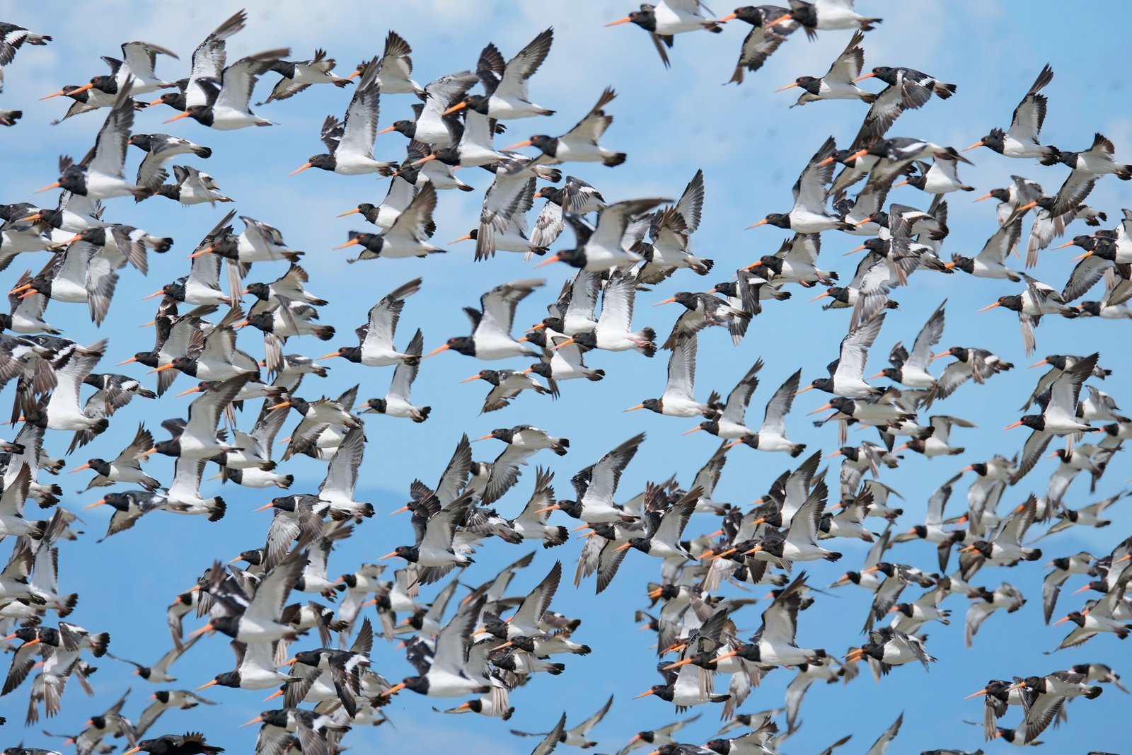 Social Dynamics Within the Flock (image credits: wikimedia)