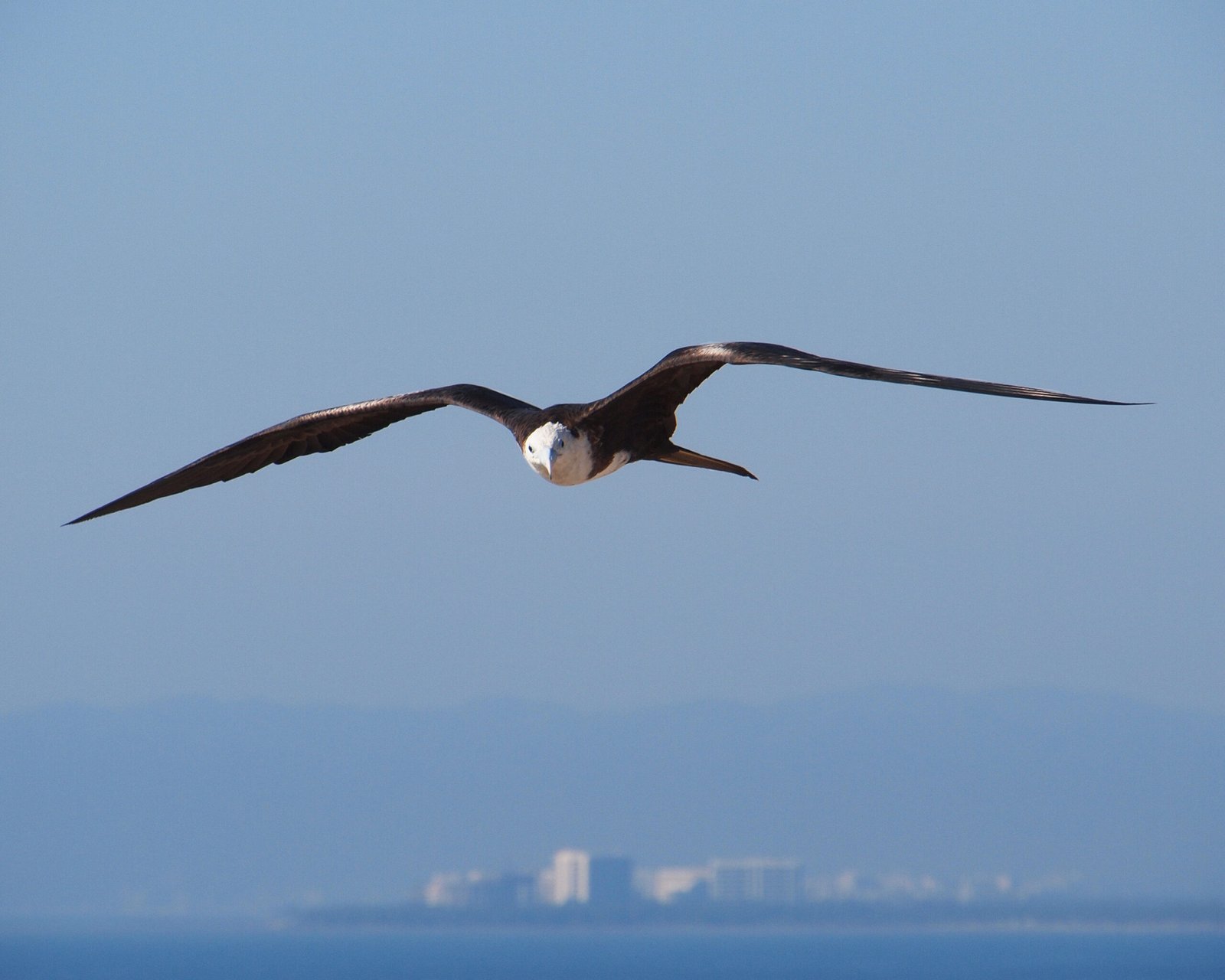 Learning to Fly in Formation (image credits: wikimedia)
