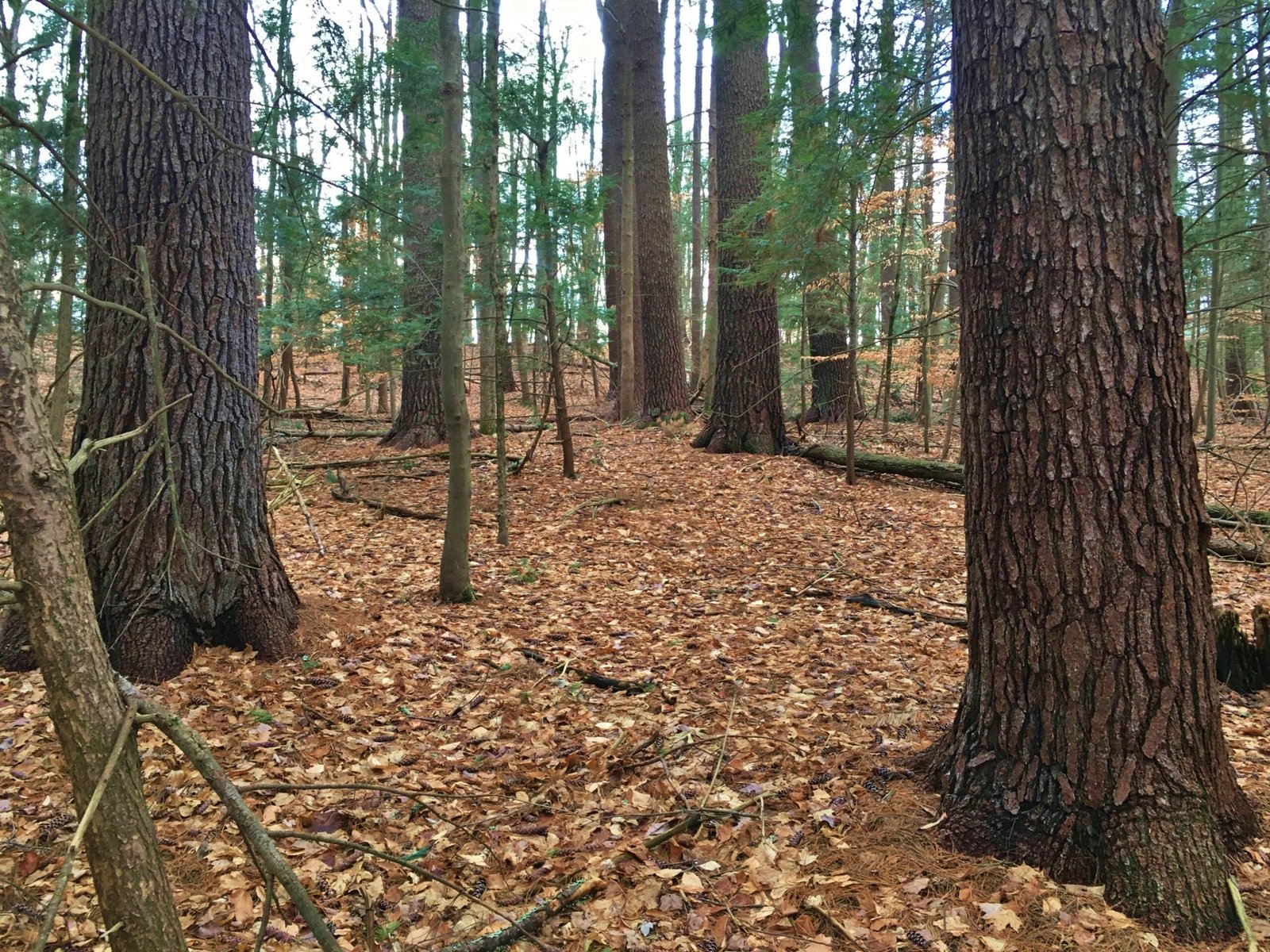 Helping the Weak: Support for Sick or Injured Trees (image credits: wikimedia)