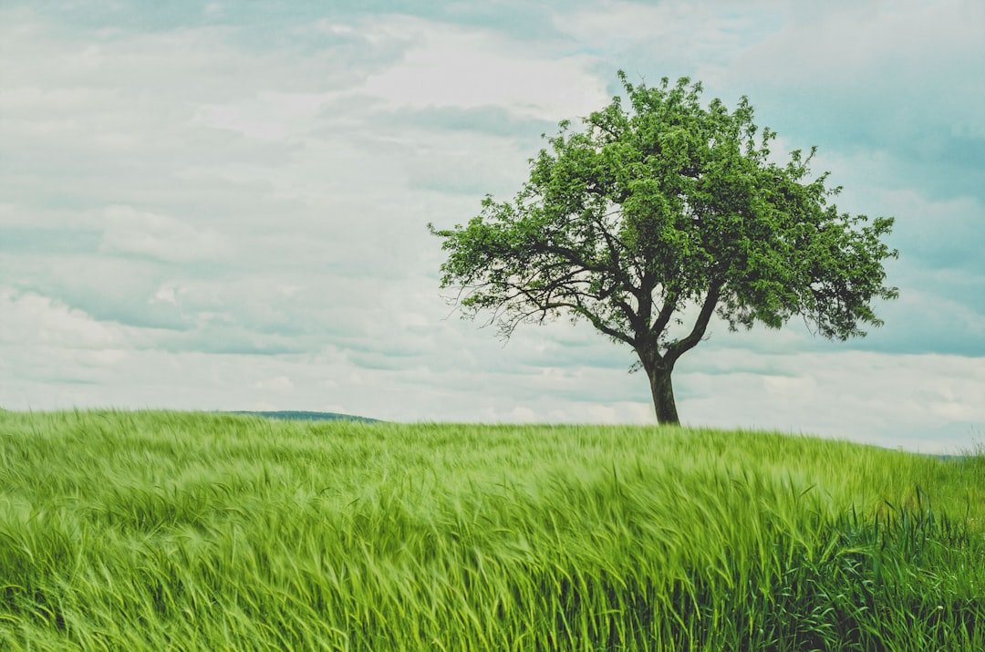 Tree Communication in Urban Environments (image credits: unsplash)