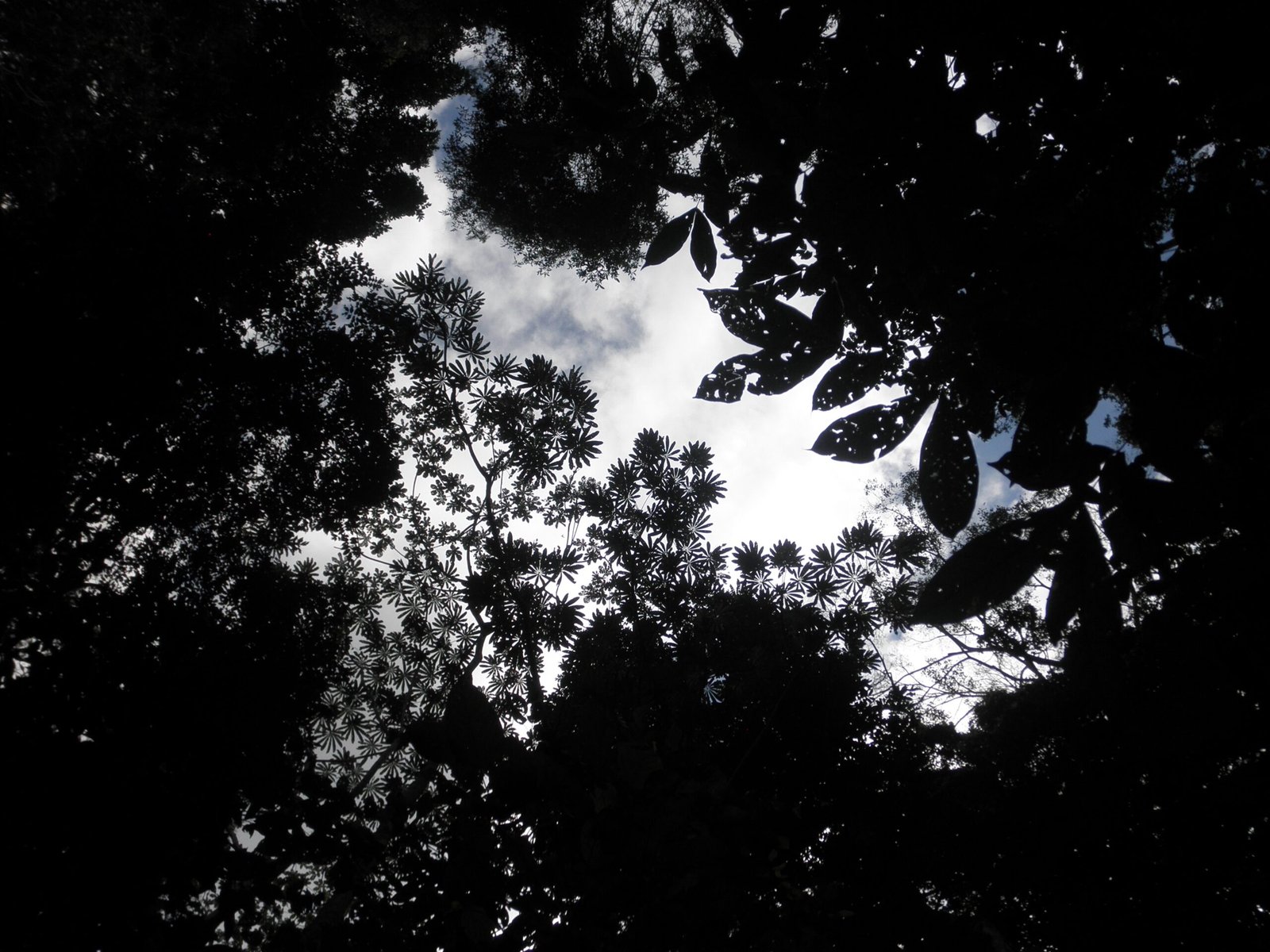 Challenging Old Assumptions About Amazonia (image credits: wikimedia)
