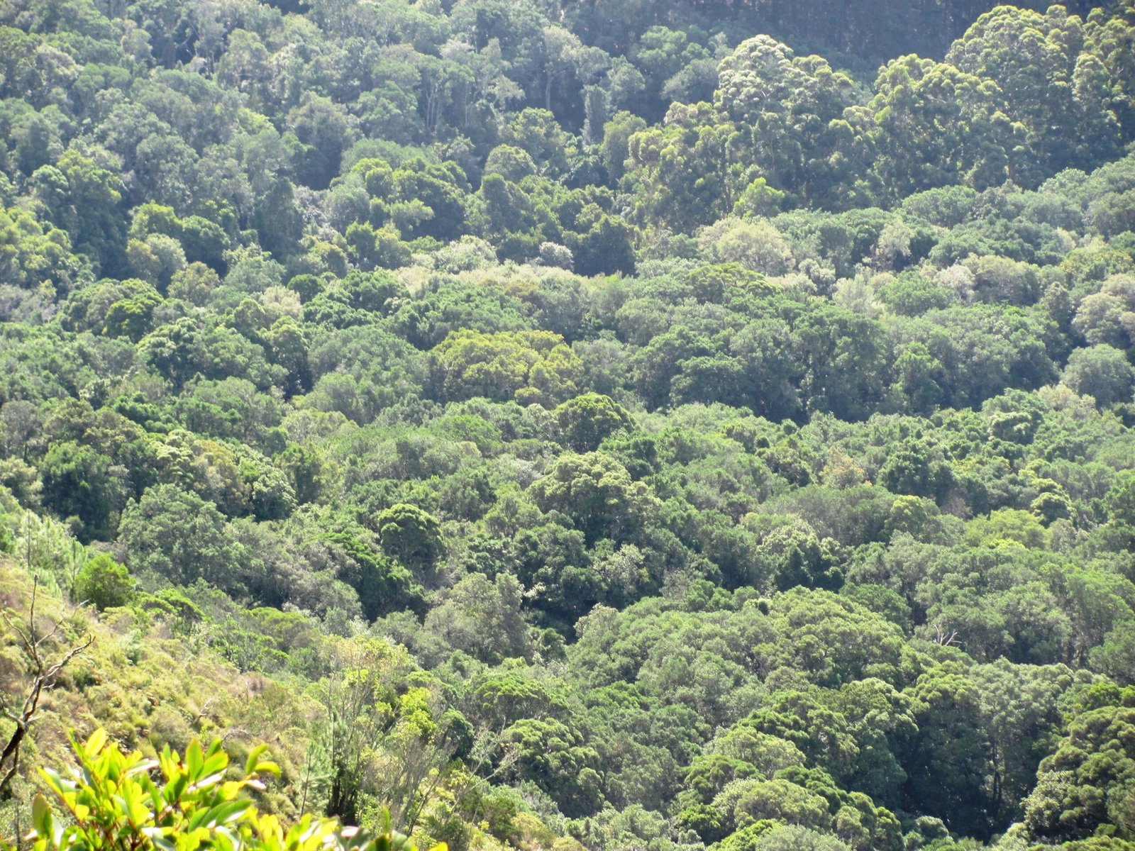 The Role of Indigenous Knowledge: Guardians of the Forest (image credits: wikimedia)