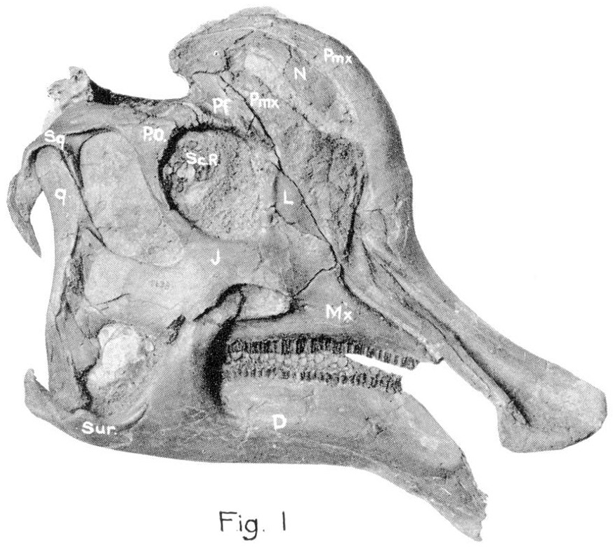 The Marvel of the Lambeosaurus Crest (image credits: wikimedia)