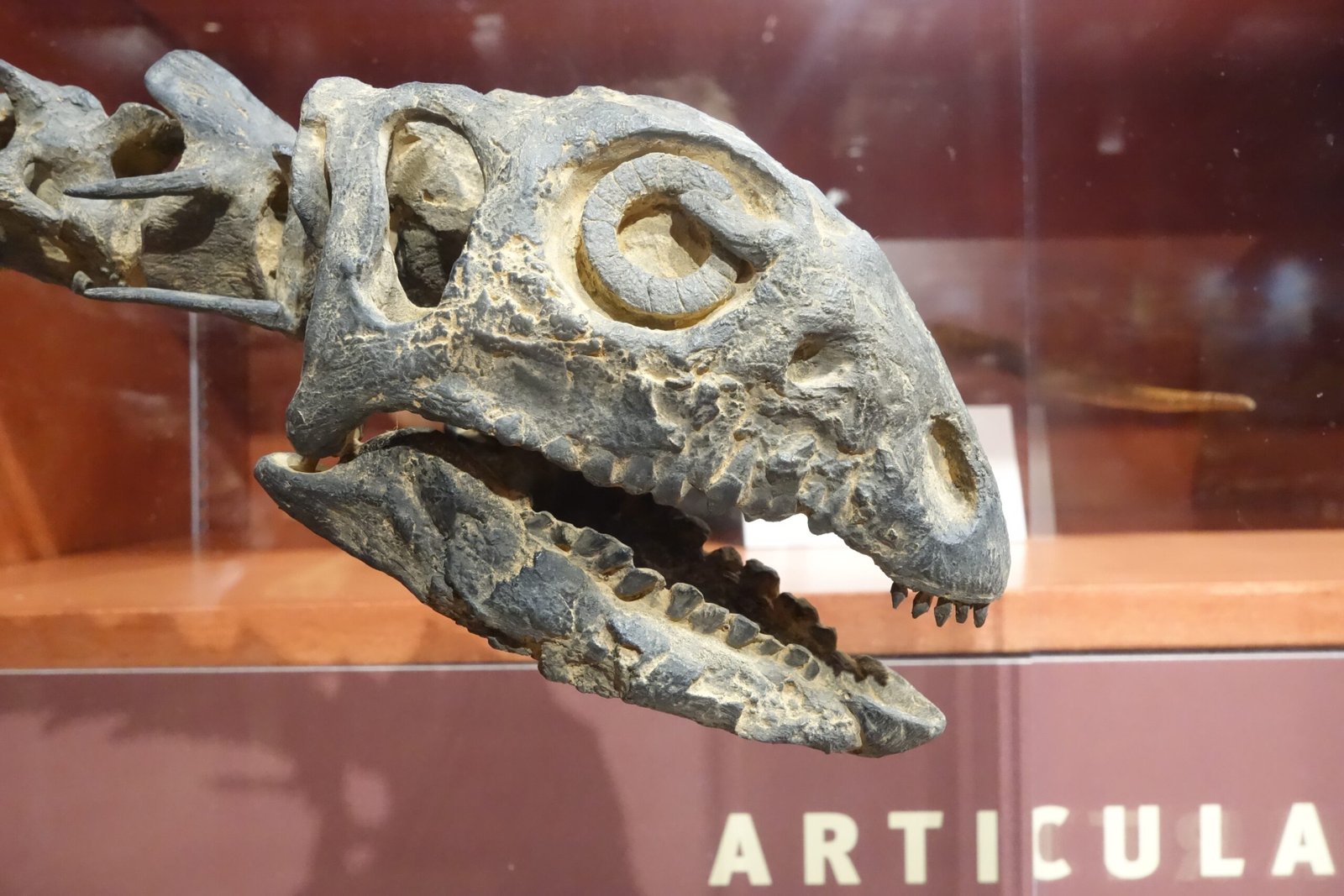 Echoes Through Time: Fossil Evidence (image credits: wikimedia)
