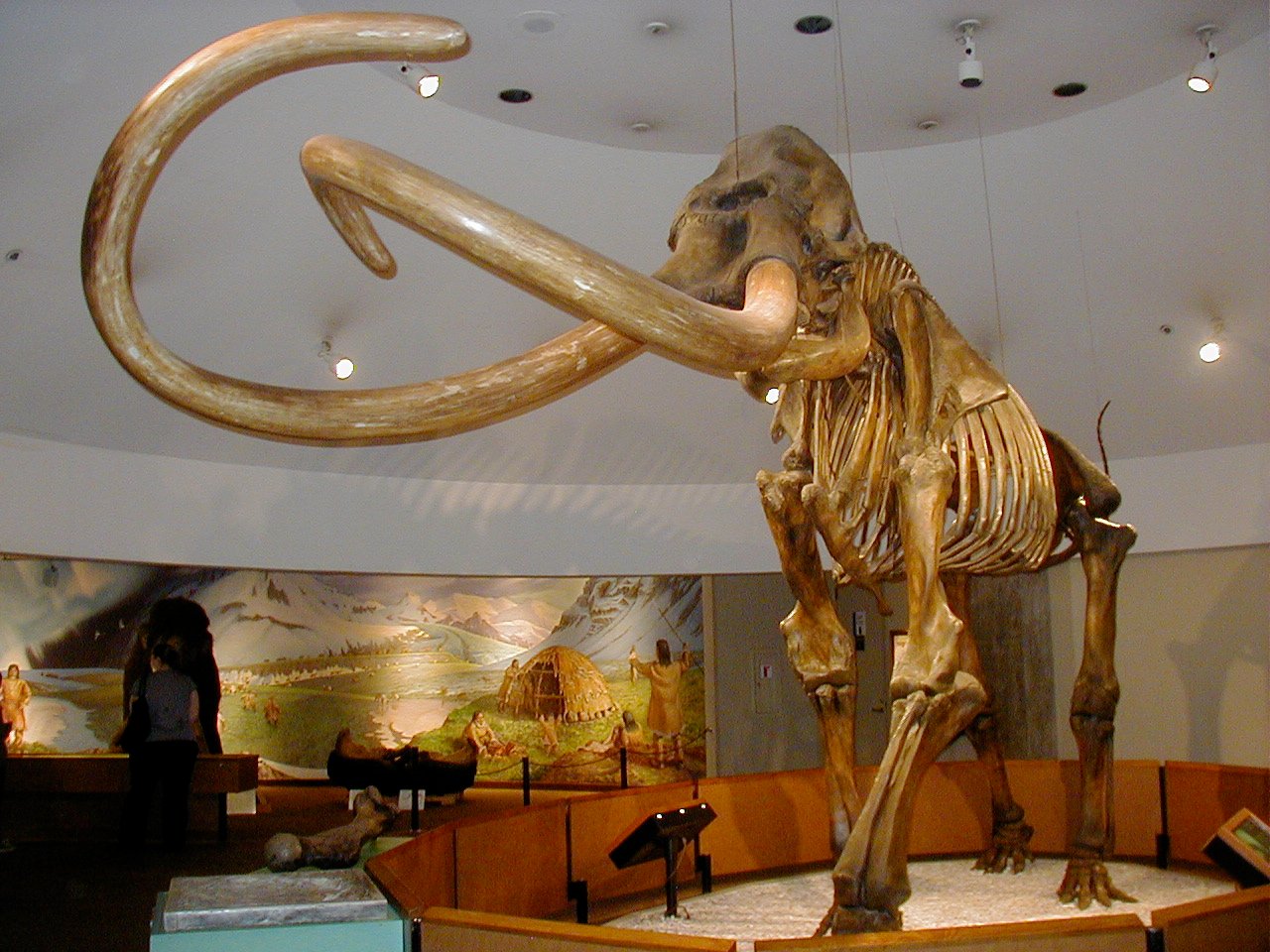 The Mammoth’s Role in Ancient Human Life (image credits: wikimedia)