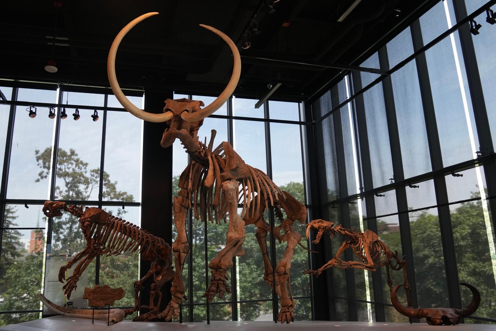 The Global Story: Mammoths Beyond China (image credits: wikimedia)
