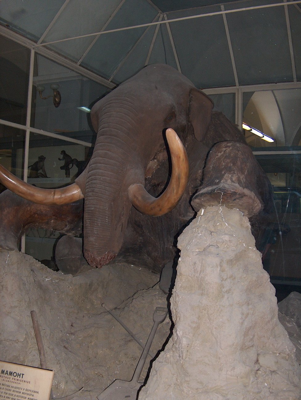 Could Mammoths Return? The Debate Over De-Extinction (image credits: wikimedia)