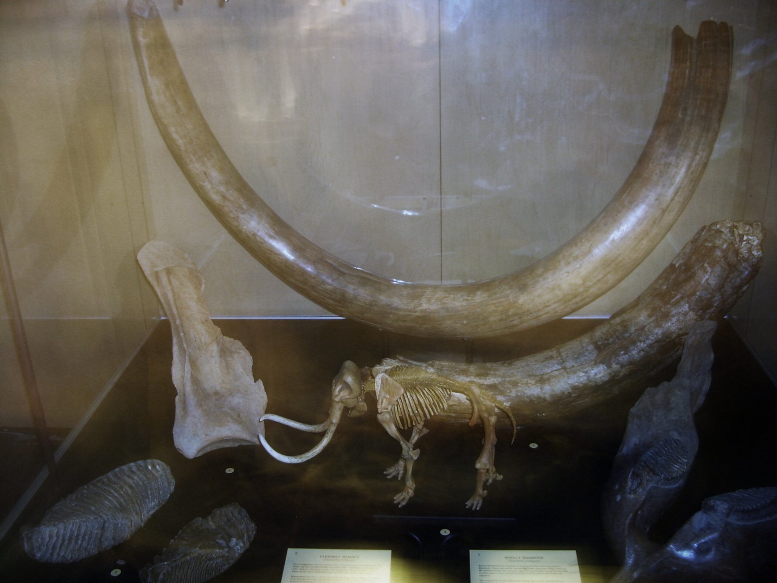 A Legacy Written in Bone and Memory (image credits: wikimedia)