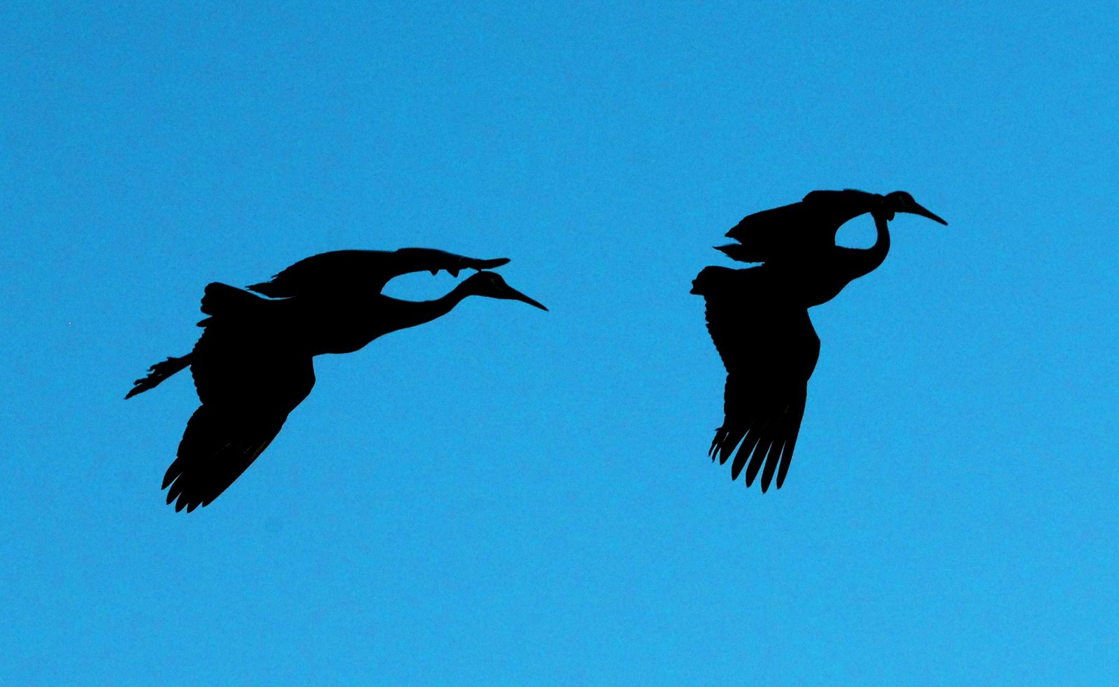 Ornithologists Weigh In: Science Meets Legend (image credits: wikimedia)