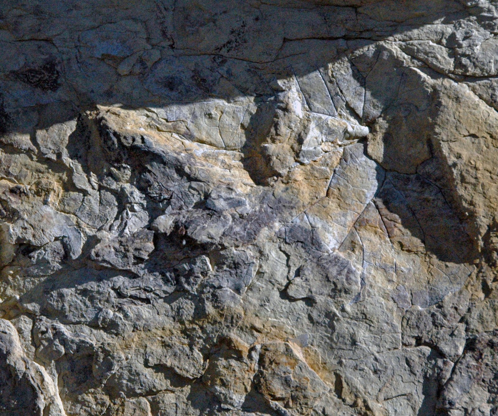 Gigantism in Nature: Could Such a Bird Exist? (image credits: wikimedia)