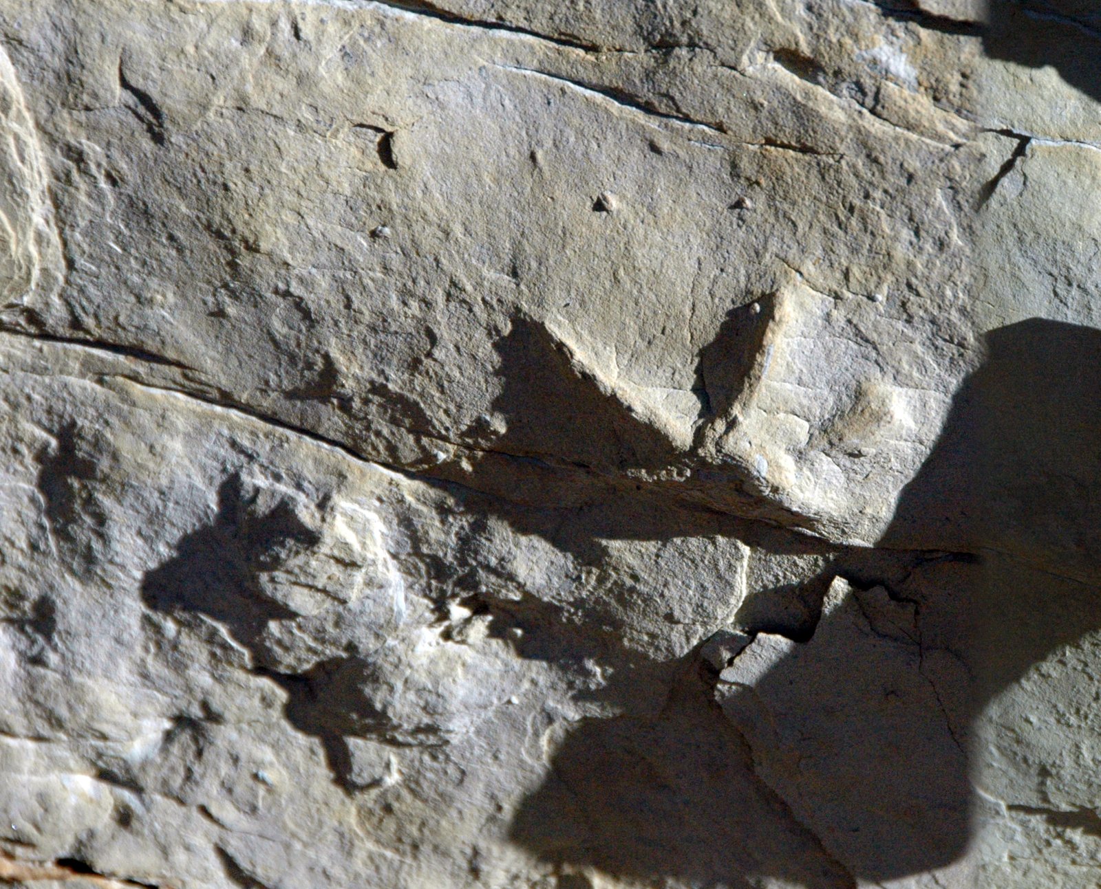Paleontological Perspectives: Fossils and Ancient Giants (image credits: wikimedia)