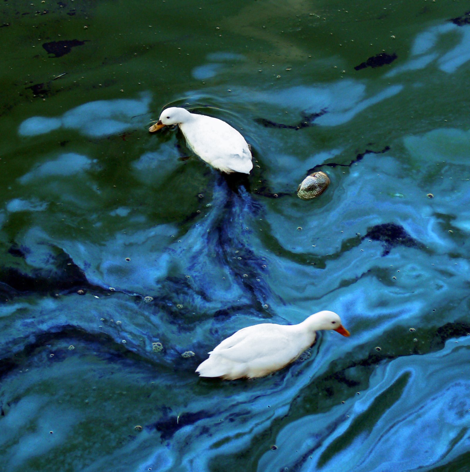 Human Health and Dead Zones (image credits: wikimedia)