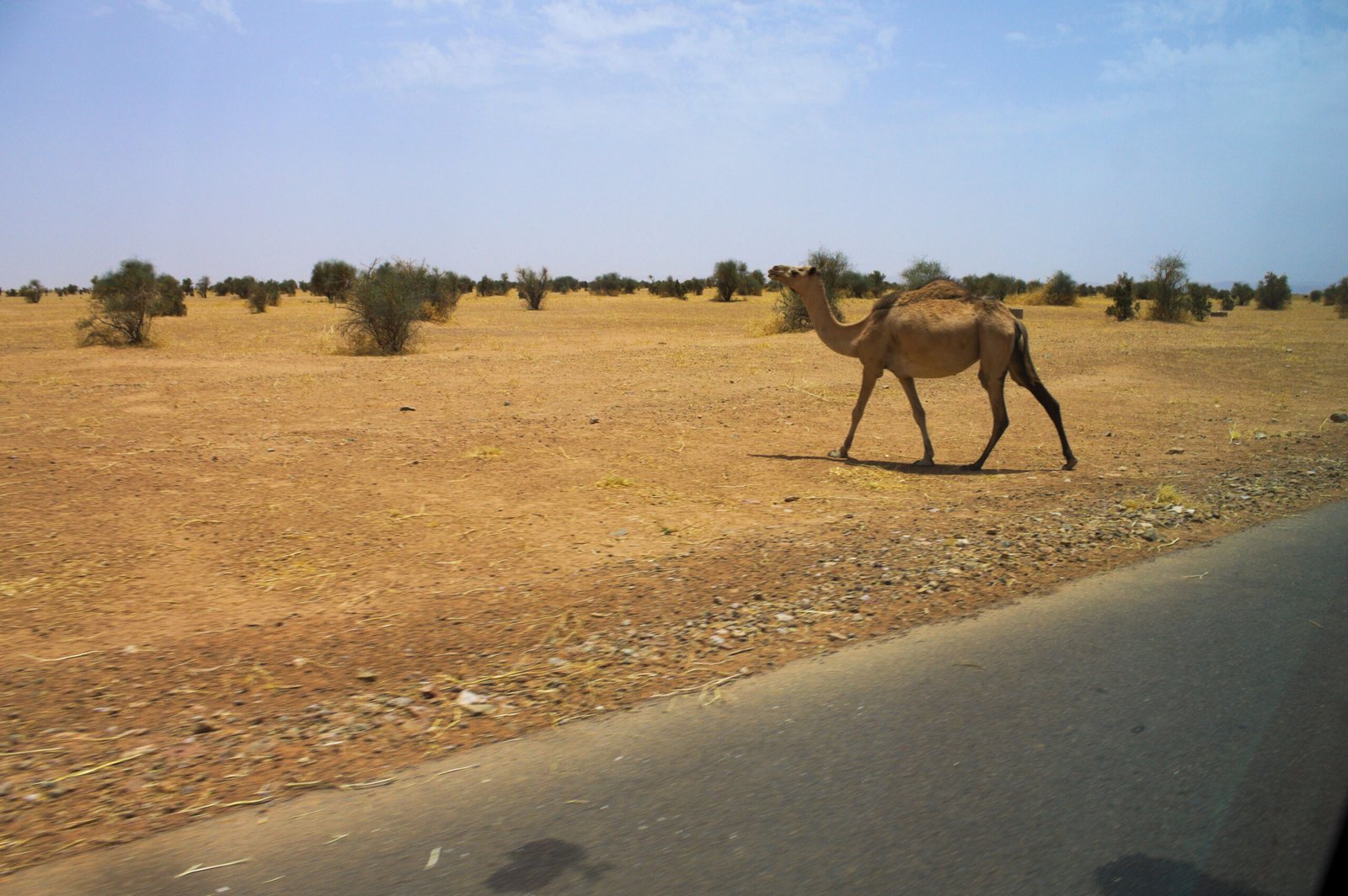 Human Life in Deserts: Ancient Traditions and Modern Challenges (image credits: wikimedia)