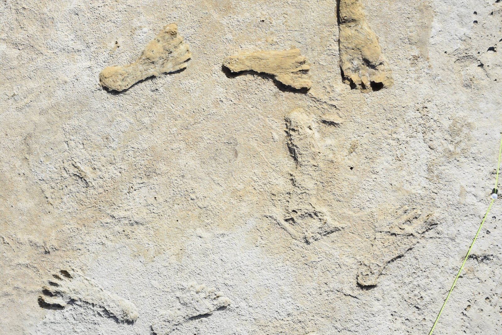Unexpected Fossil Finds: Lions, Horses, and More (image credits: wikimedia)