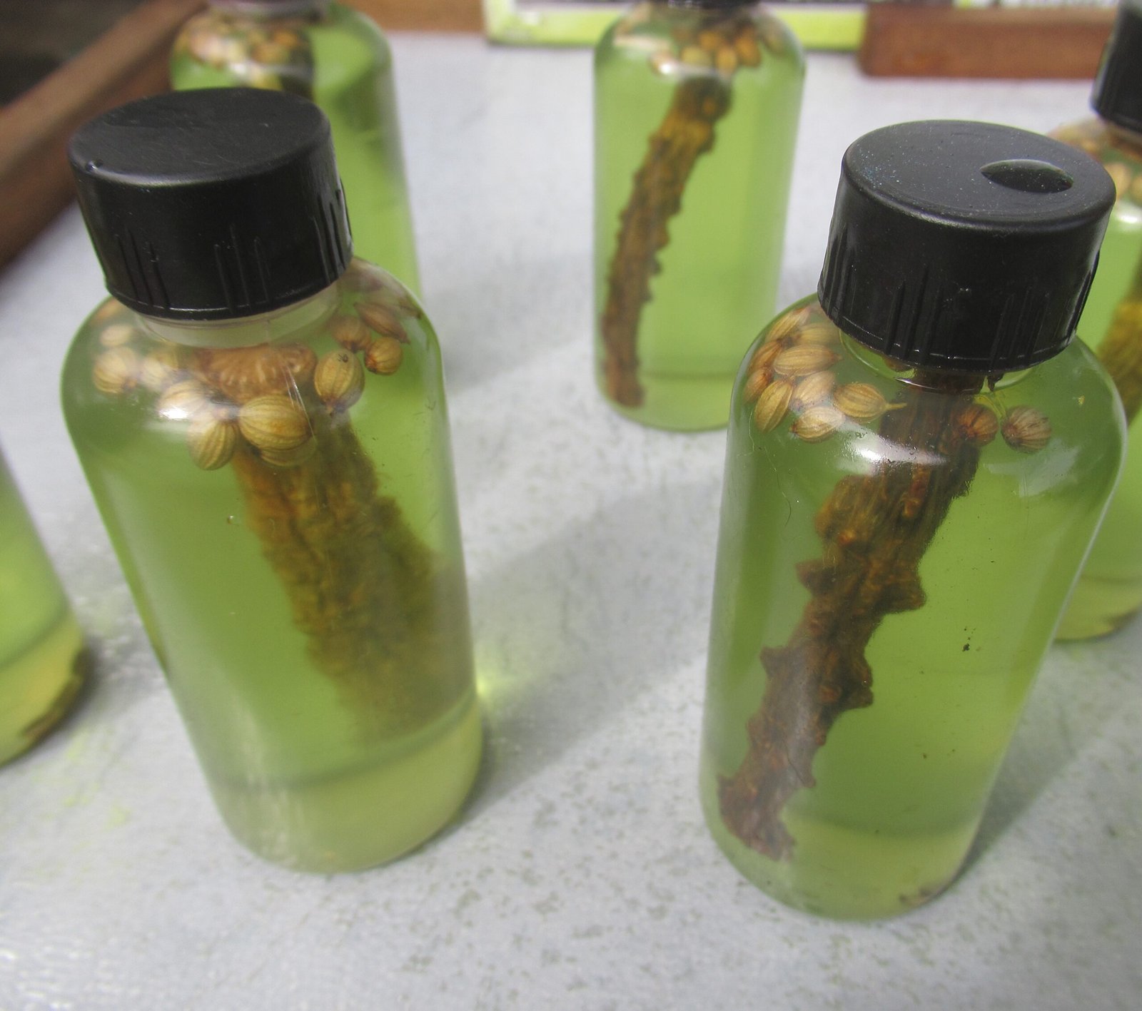 The Science Behind Traditional Healing (image credits: wikimedia)