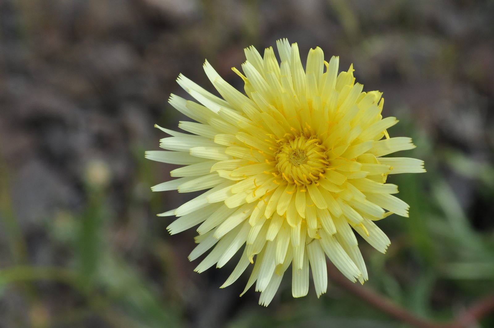The Desert That Blooms (image credits: wikimedia)