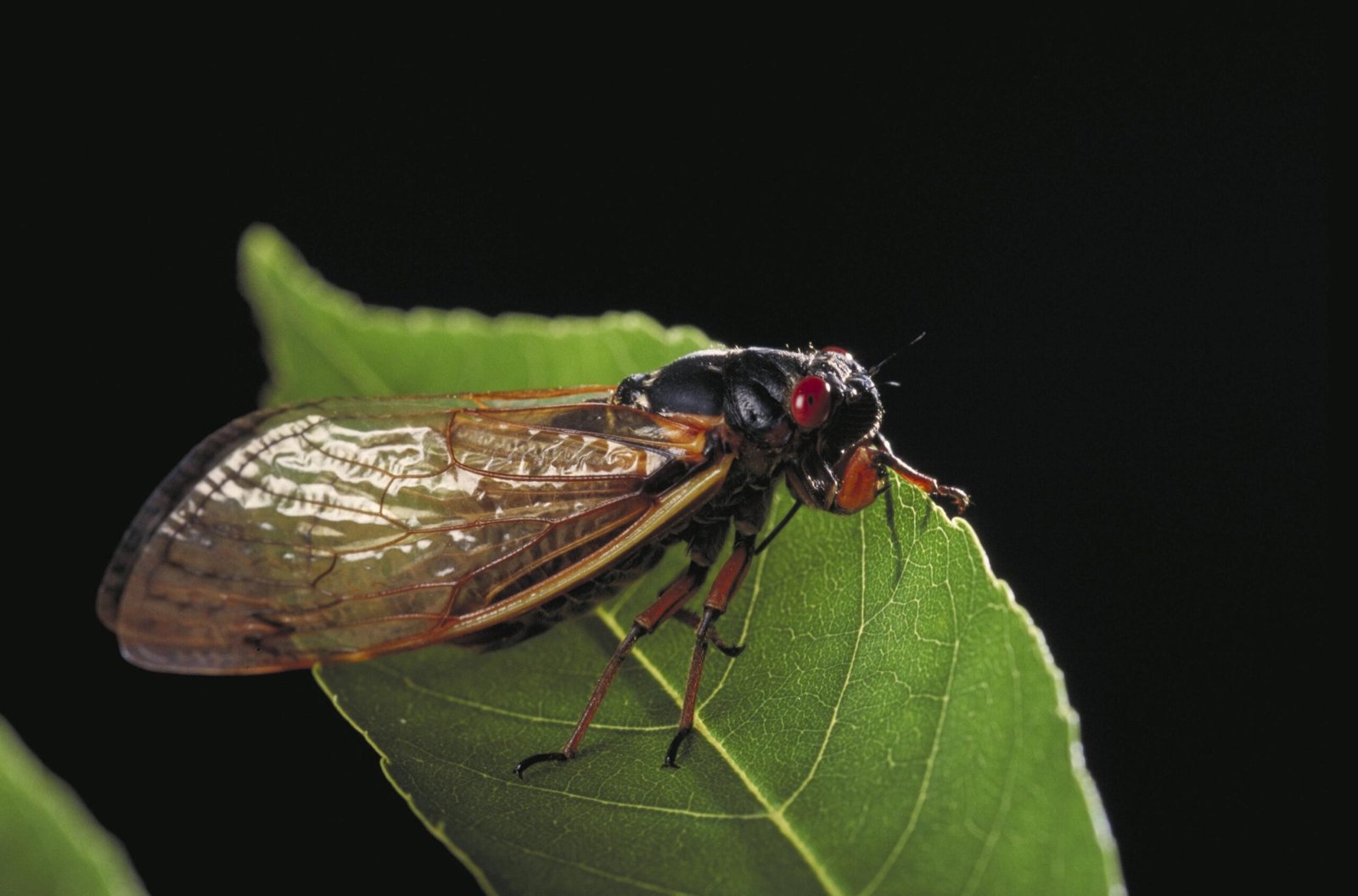 Why Seventeen Years? The Evolutionary Mystery (image credits: wikimedia)
