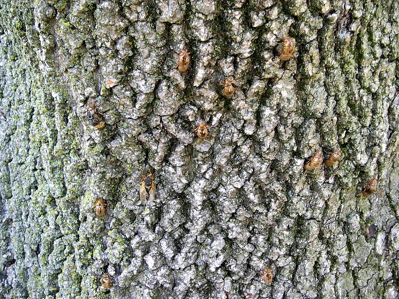 Brood XIII: Illinois’ Own Insect Orchestra (image credits: wikimedia)
