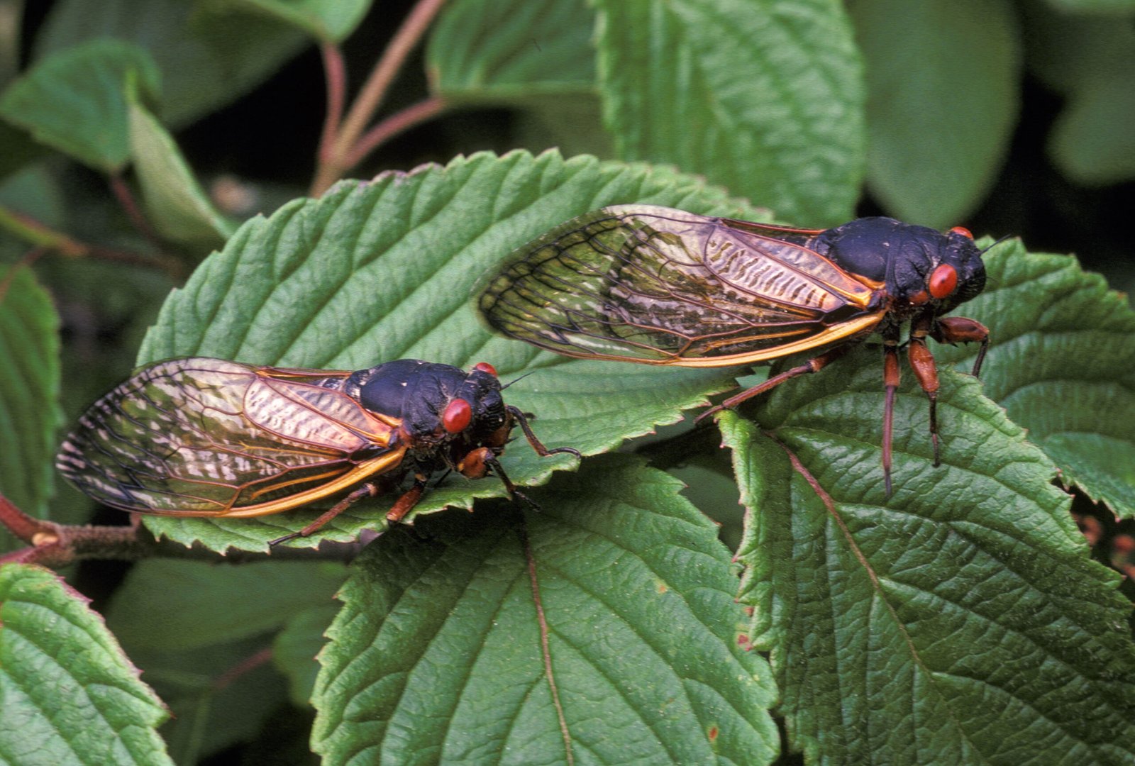 The Science of Cicada Songs (image credits: wikimedia)