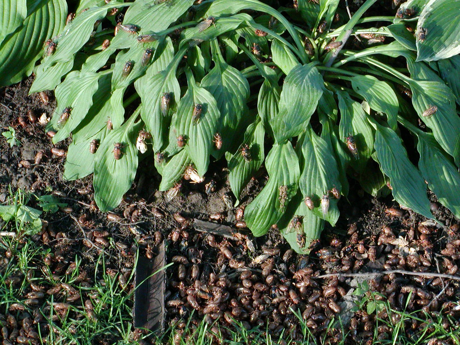 The Spectacle of Synchronized Emergence (image credits: wikimedia)