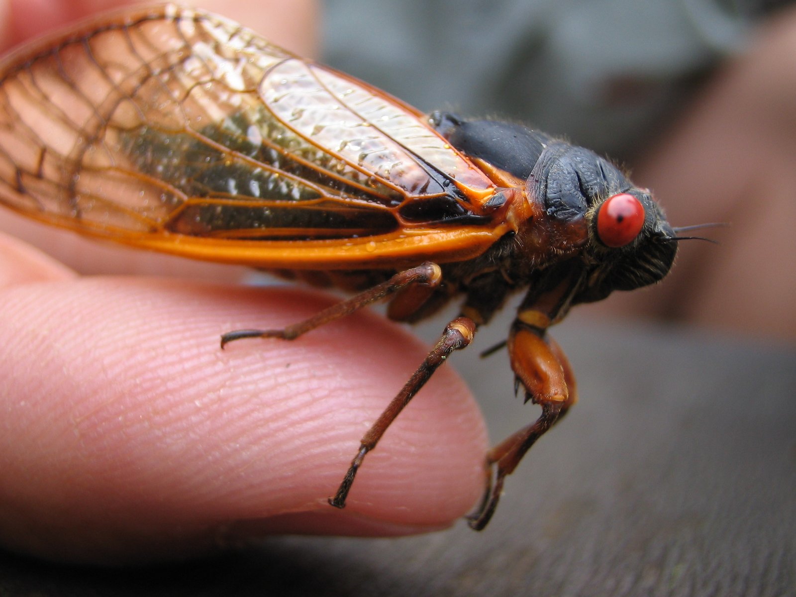 Red Eyes and Delicate Wings: Cicada Anatomy Up Close (image credits: wikimedia)