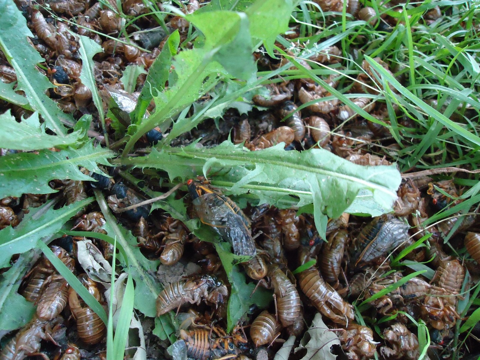Cicadas and the Illinois Landscape (image credits: wikimedia)