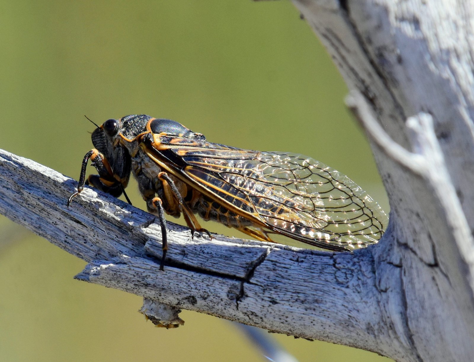 The Impact on Local Wildlife (image credits: wikimedia)