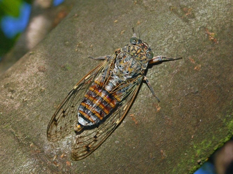 Cicada Myths and Legends (image credits: wikimedia)