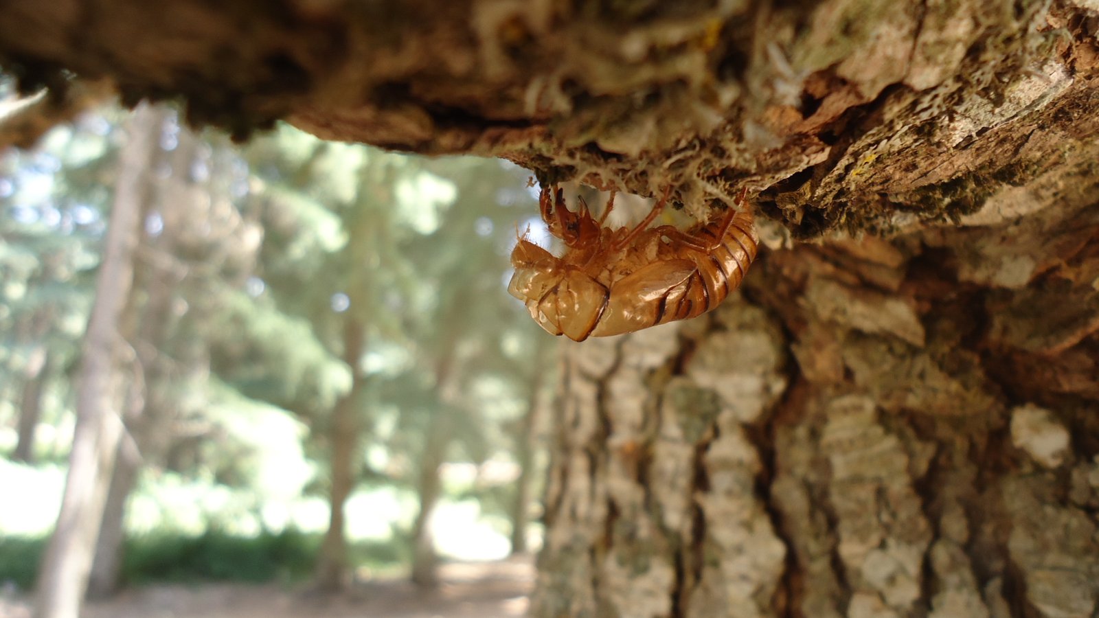The Ecological Benefits of a Cicada Boom (image credits: wikimedia)