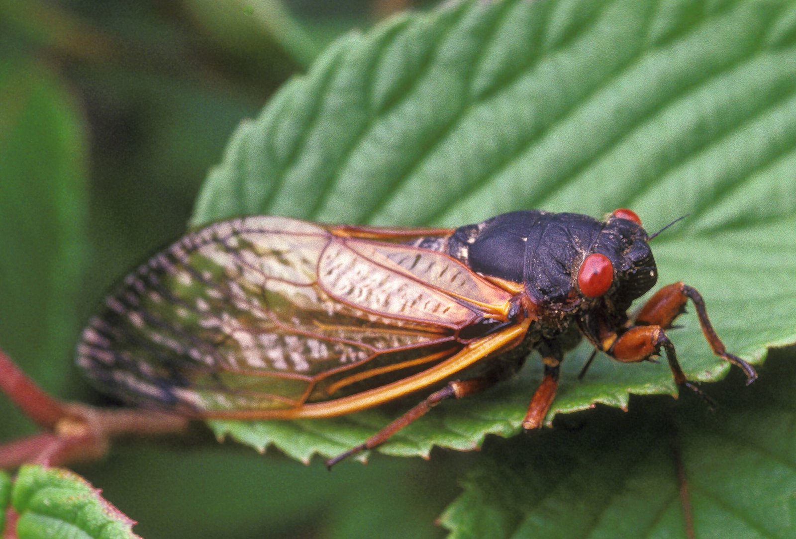 Climate Change and the Future of Illinois Cicadas (image credits: wikimedia)