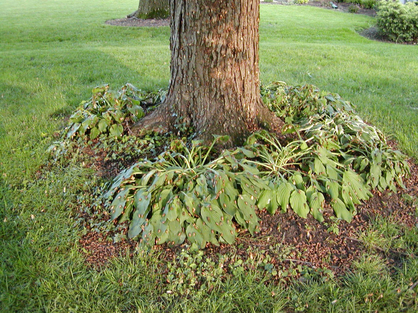 Cicada Superyears: When Broods Collide (image credits: wikimedia)