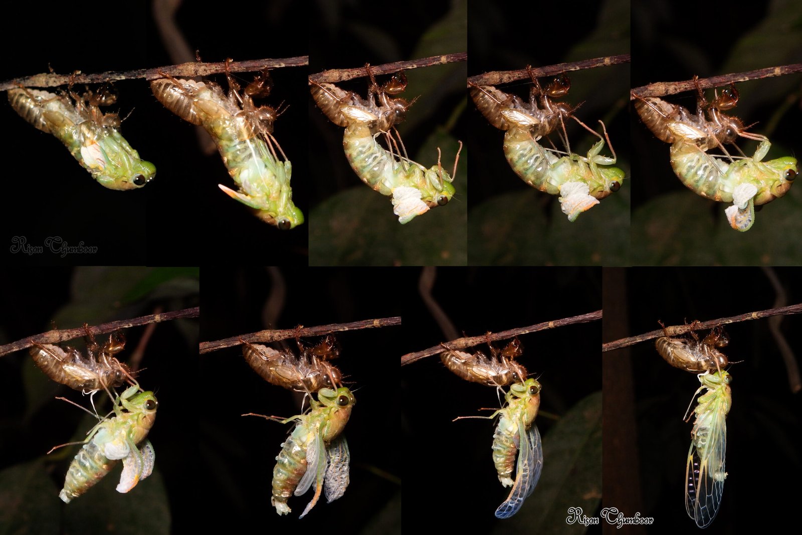Documenting the Cicada Phenomenon (image credits: wikimedia)