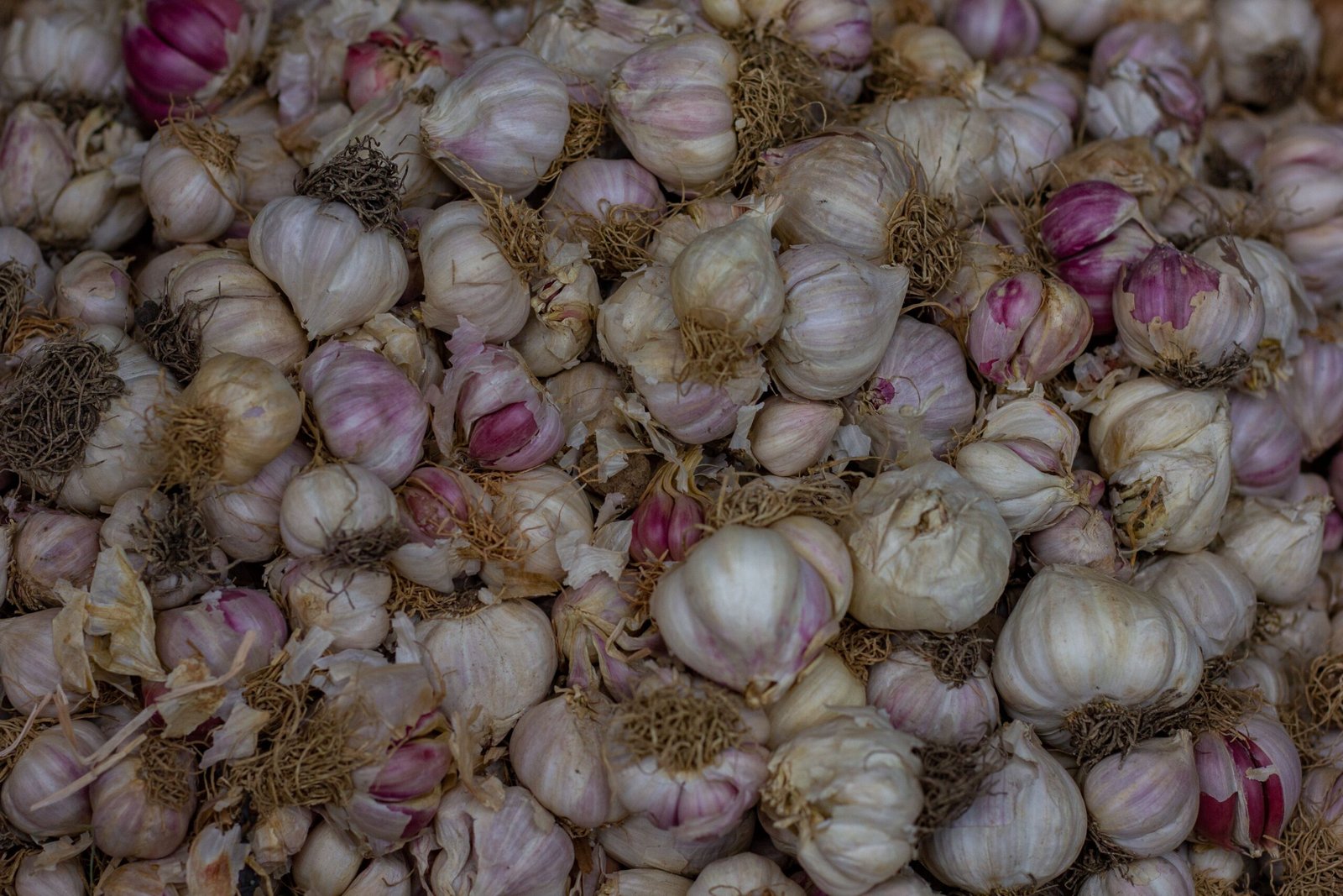 Garlic: The Stinky Shield Against Illness (image credits: wikimedia)