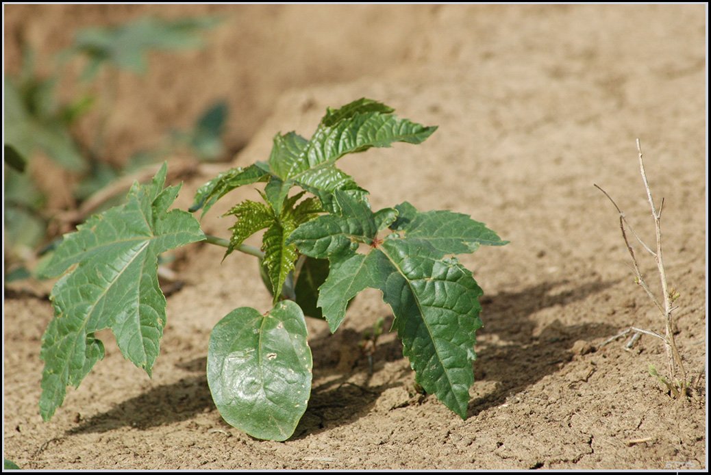 Castor Oil: The Multipurpose Ancient Elixir (image credits: wikimedia)