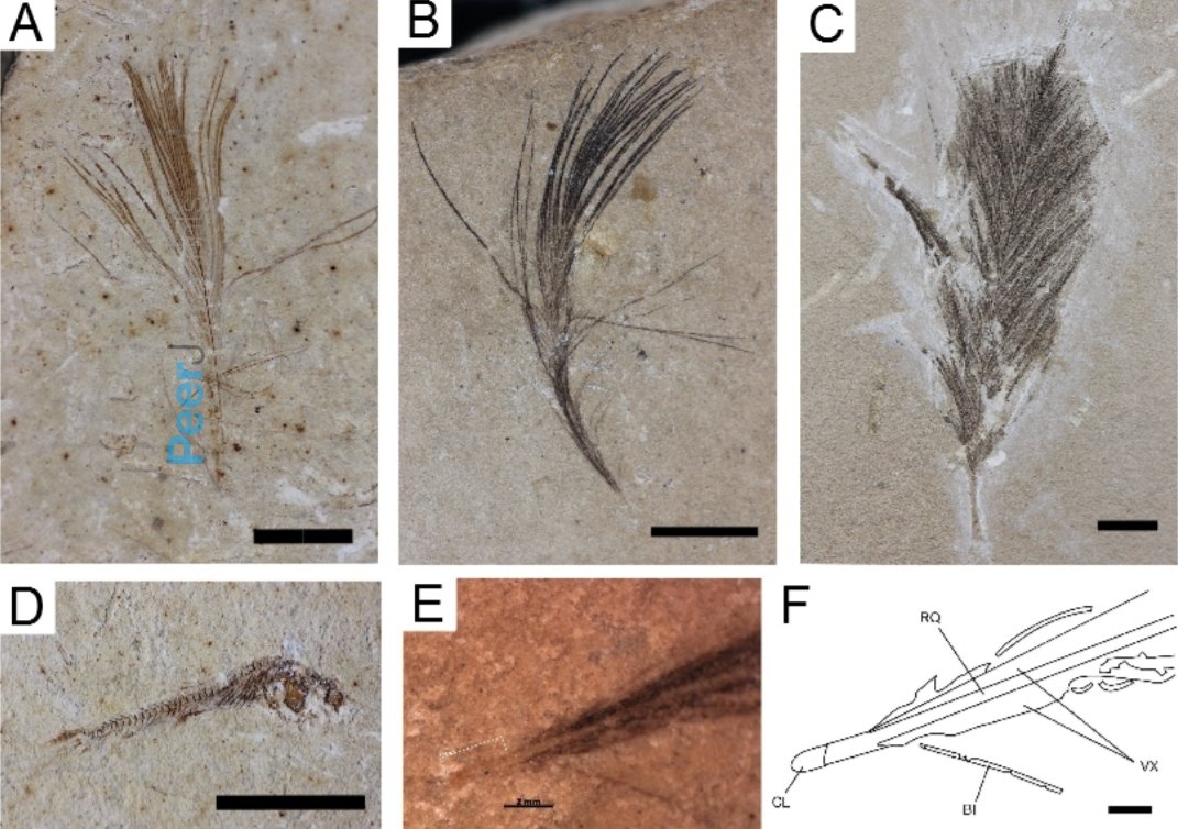 The Ongoing Hunt: What’s Next for Dinosaur Feathers? (image credits: wikimedia)