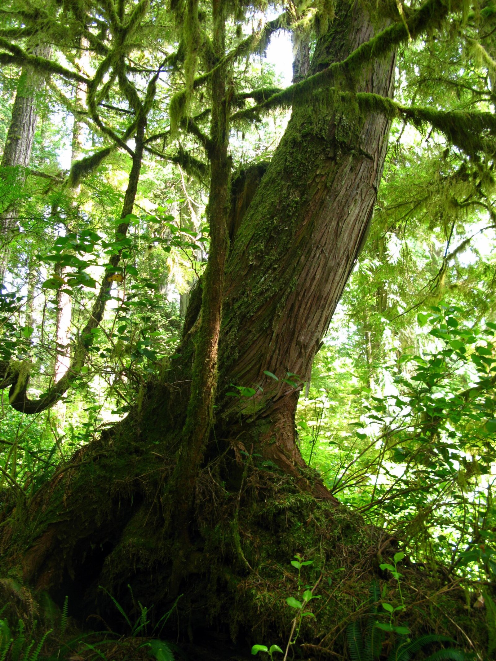 Giant Ferns and Primeval Trees (image credits: wikimedia)