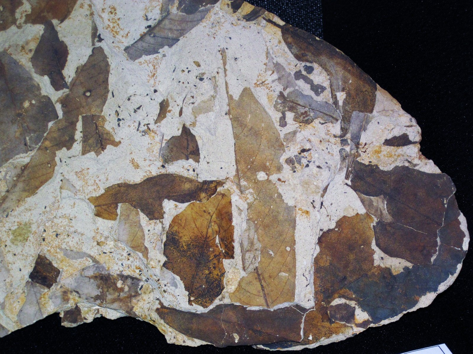 Rain on Ancient Leaves: The Climate Story (image credits: wikimedia)